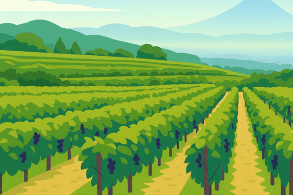 タスマニアのワイナリー農場